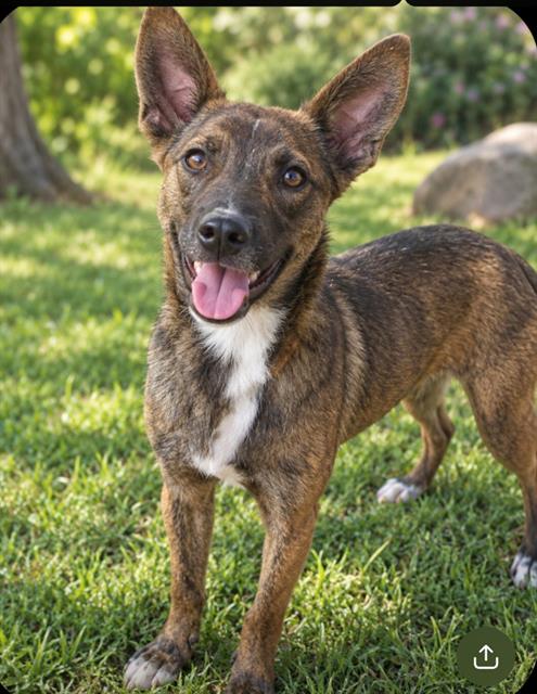 BLUEBERRY, a dog for adoption from Albuquerque Animal Services - Westside