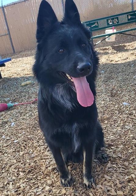 NIGHT, a dog for adoption from Albuquerque Animal Services - Westside