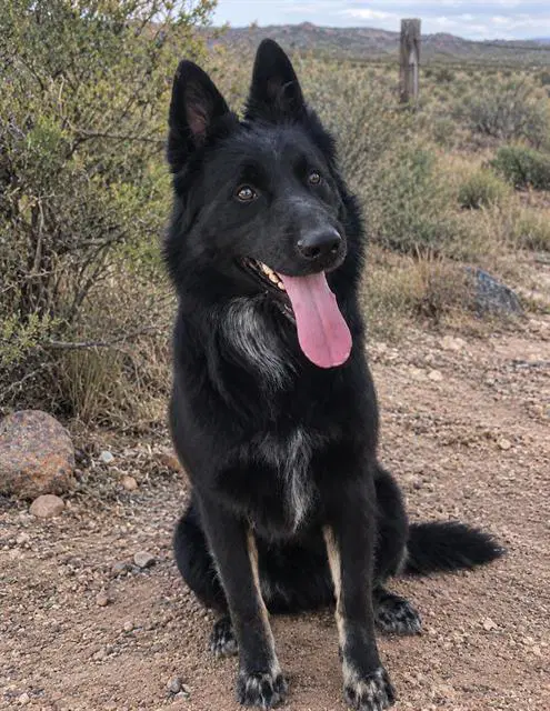 Night - German Shepherd Dog