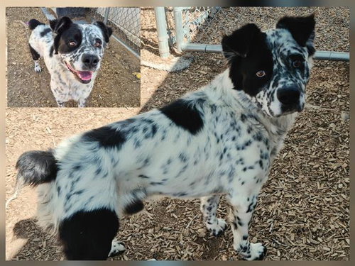BOB, a dog for adoption from Albuquerque Animal Services - Westside