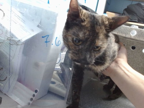 GEM, a cat for adoption from Albuquerque Animal Services - Westside