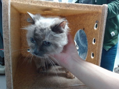 DIAMOND, a cat for adoption from Albuquerque Animal Services - Westside