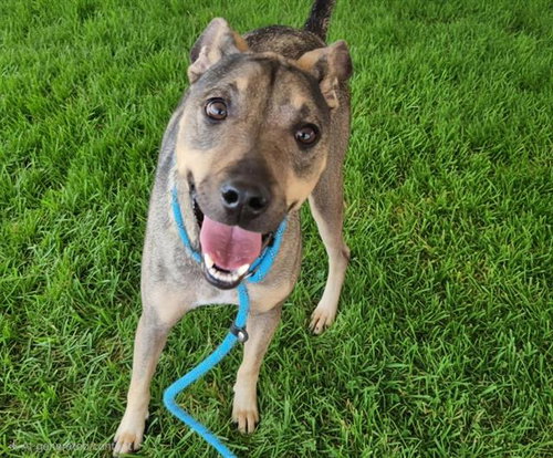 CINNAMON, a dog for adoption from Albuquerque Animal Services - Westside
