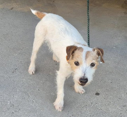 KIRBY, a dog for adoption from Albuquerque Animal Services - Westside