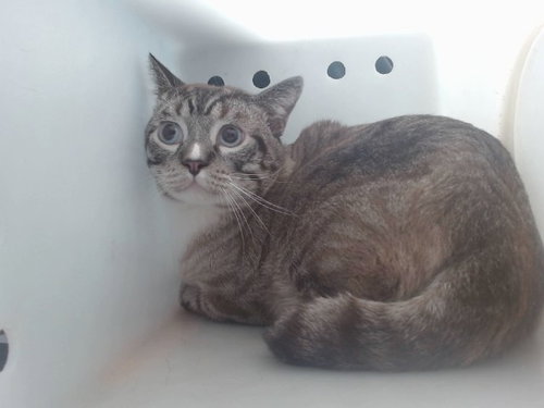 GERMY, a cat for adoption from Albuquerque Animal Services - Westside