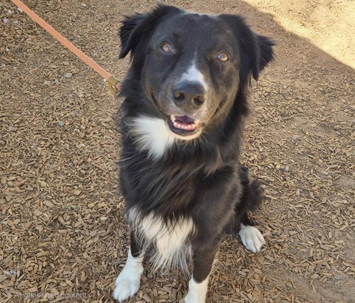 TWIZZLER, a dog for adoption from Albuquerque Animal Services - Westside