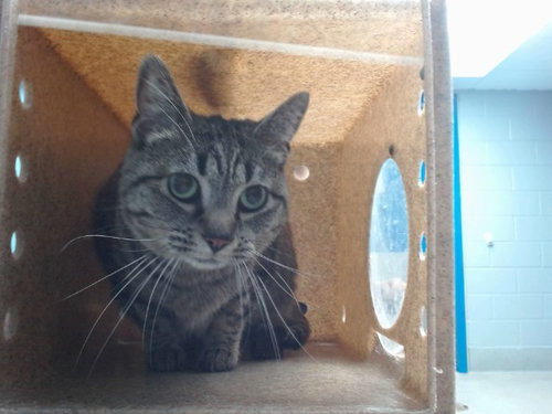 TIFF, a cat for adoption from Albuquerque Animal Services - Westside
