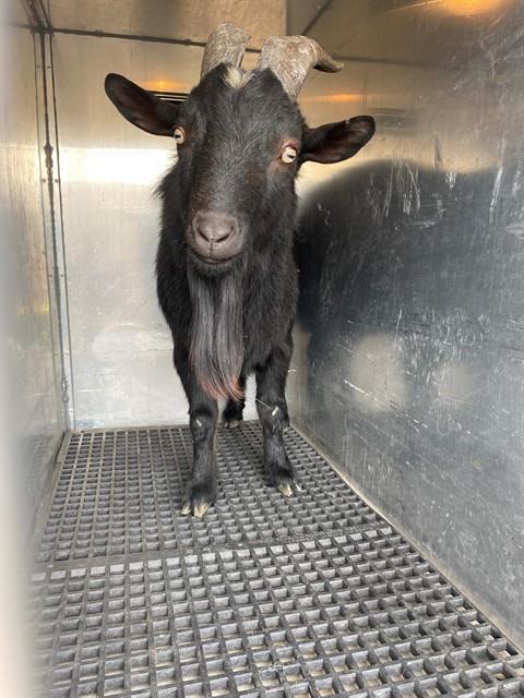 BARBACOA, a goat for adoption from Albuquerque Animal Services - Westside