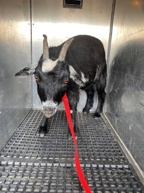 BELLADONA, a goat for adoption from Albuquerque Animal Services - Westside
