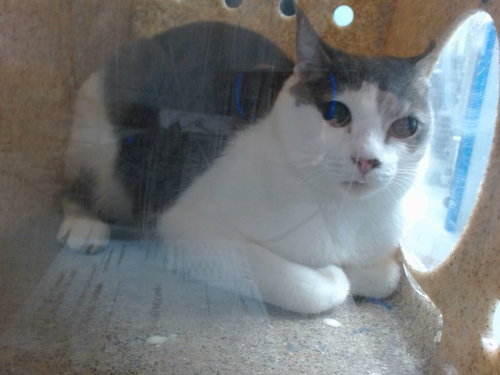 RAINY, a cat for adoption from Albuquerque Animal Services - Westside