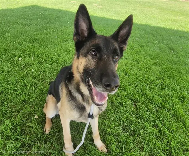 Ranger - German Shepherd Dog