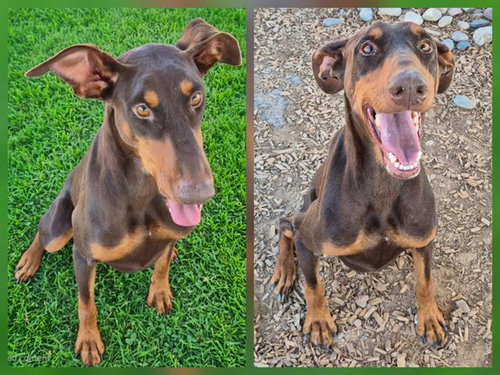 PRADA, a dog for adoption from Albuquerque Animal Services - Westside
