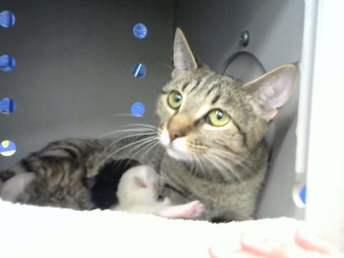 BELLA, a cat for adoption from Albuquerque Animal Services - Westside