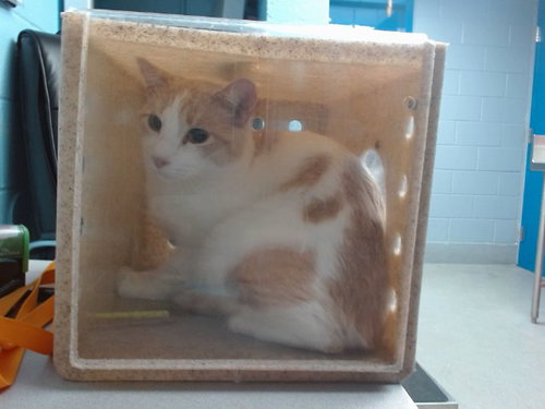 PIERRE, a cat for adoption from Albuquerque Animal Services - Westside