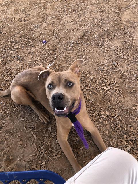SCOOBS, a dog for adoption from Albuquerque Animal Services - Westside