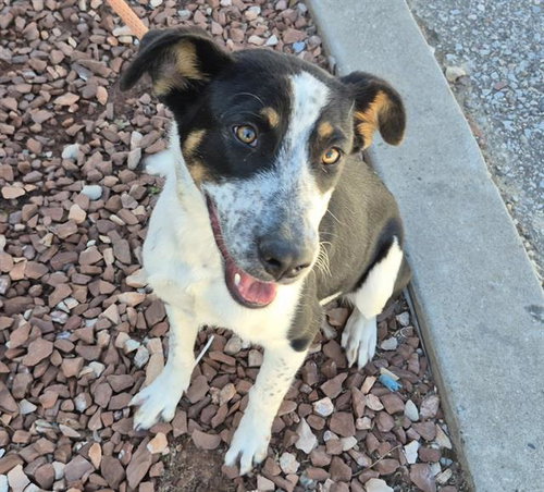 BAYLEE, a dog for adoption from Albuquerque Animal Services - Westside