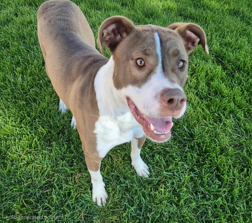 LEILA, a dog for adoption from Albuquerque Animal Services - Westside