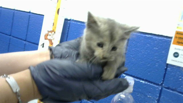 Lavagirl, Domestic Short Hair