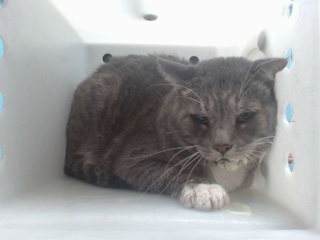 Sneakers, Domestic Short Hair