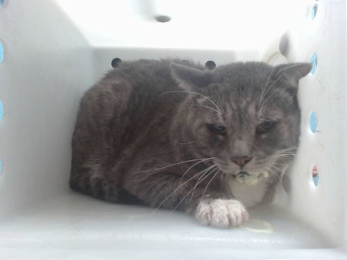 SNEAKERS, a cat for adoption from Albuquerque Animal Services - Westside