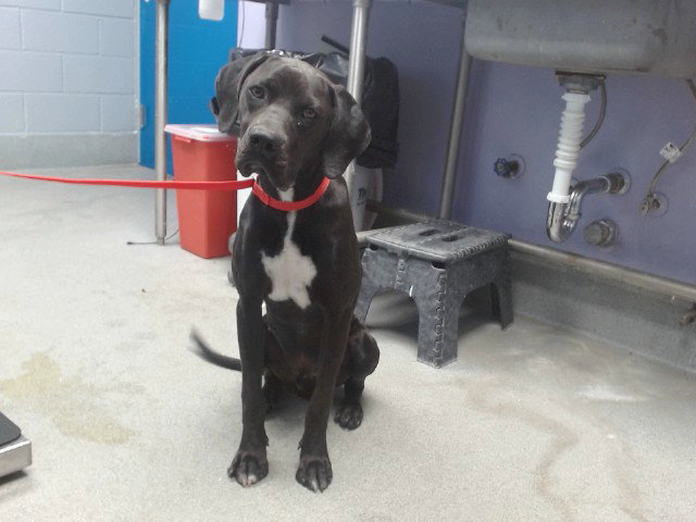 Jetson, Labrador Retriever