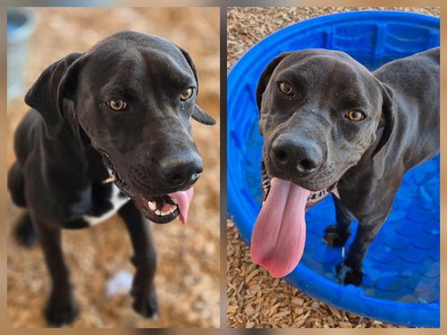 JETSON, a dog for adoption from Albuquerque Animal Services - Westside