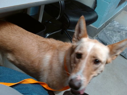 DELILAH, a dog for adoption from Albuquerque Animal Services - Westside