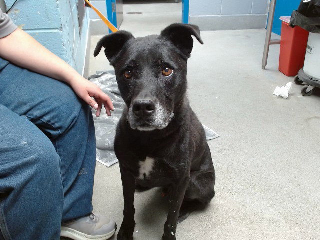 Tyson, Labrador Retriever