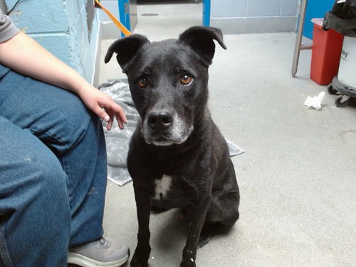 TYSON, a dog for adoption from Albuquerque Animal Services - Westside