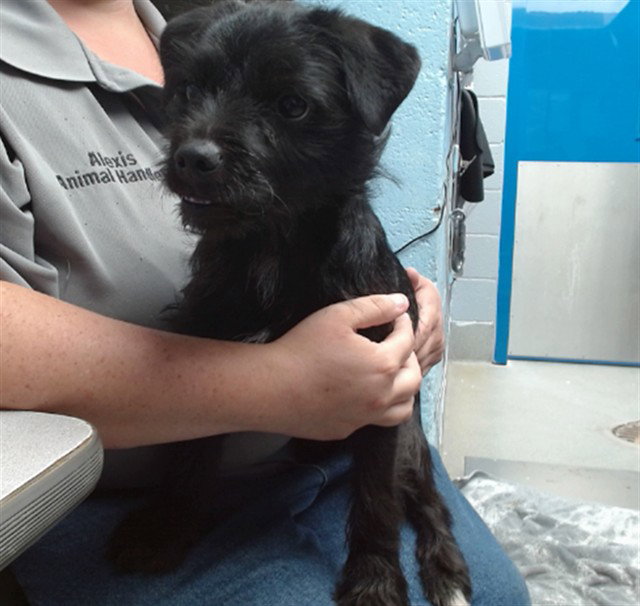 Zorro, Border Terrier