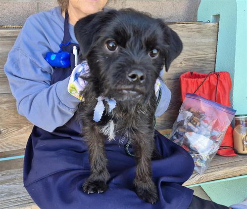 ZORRO, a dog for adoption from Albuquerque Animal Services - Westside