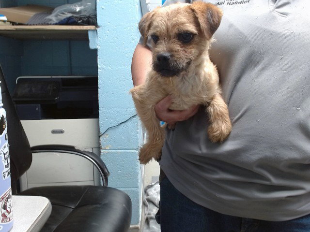 Romeo, Border Terrier