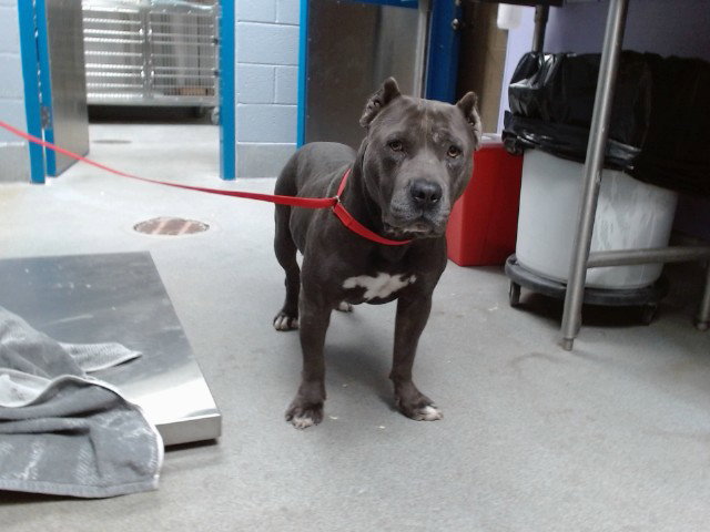 Lucky, Pit Bull Terrier