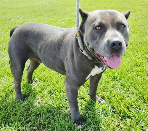 LUCKY, a dog for adoption from Albuquerque Animal Services - Westside
