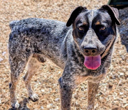 BEETLE, a dog for adoption from Albuquerque Animal Services - Westside