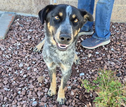 DAWG, a dog for adoption from Albuquerque Animal Services - Westside
