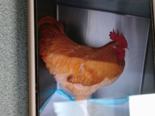 NUGGET, a poultry for adoption from Albuquerque Animal Services - Westside