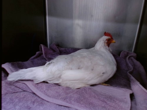 SNOW WHITE, a poultry for adoption from Albuquerque Animal Services - Westside