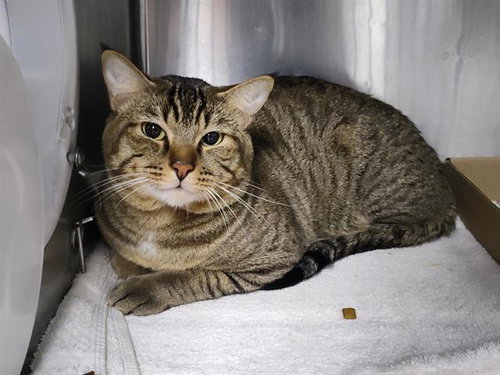 PAPA, a cat for adoption from Albuquerque Animal Services - Westside