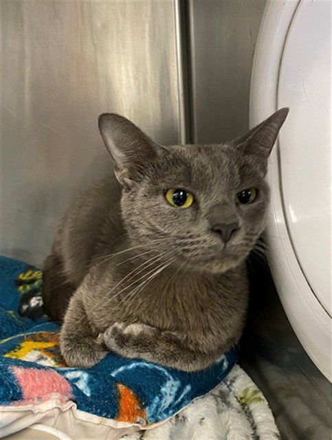 MAMA, a cat for adoption from Albuquerque Animal Services - Westside