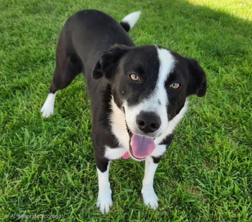 BEA, a dog for adoption from Albuquerque Animal Services - Westside