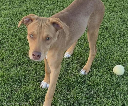 PUGSLY, a dog for adoption from Albuquerque Animal Services - Westside