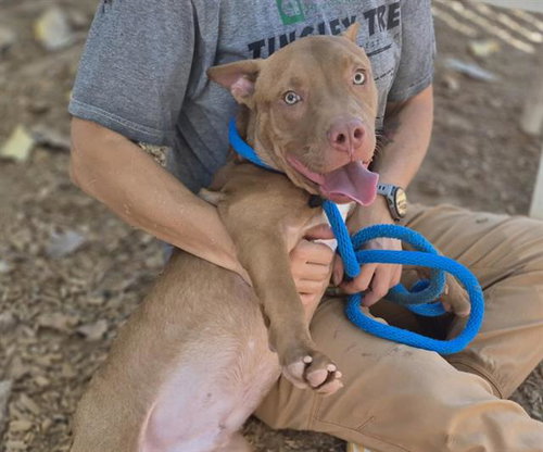 FALL, a dog for adoption from Albuquerque Animal Services - Westside
