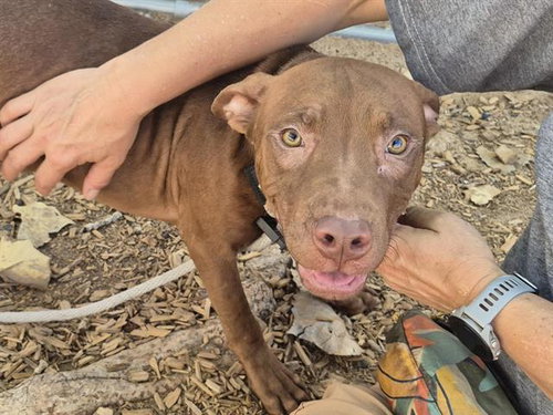 SPRING, a dog for adoption from Albuquerque Animal Services - Westside