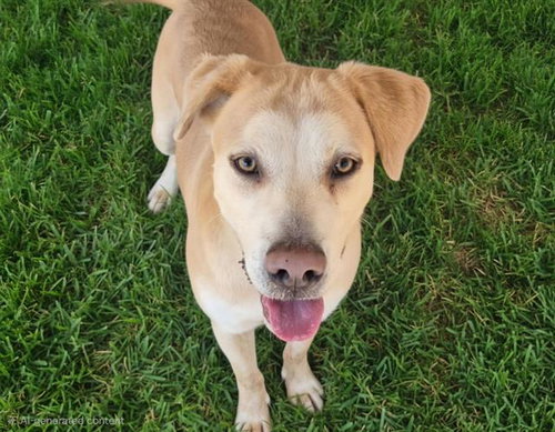 COCHI, a dog for adoption from Albuquerque Animal Services - Westside