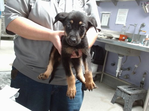 AUGIE, a dog for adoption from Albuquerque Animal Services - Westside