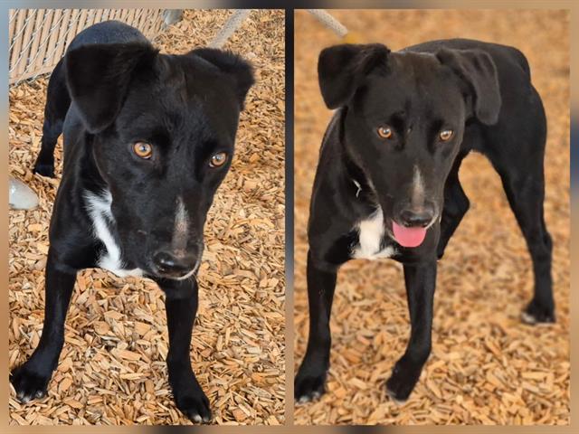 ACE