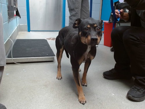 DARLA, a dog for adoption from Albuquerque Animal Services - Westside