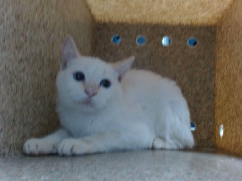 SHY, a cat for adoption from Albuquerque Animal Services - Westside