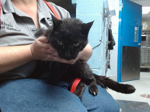 AXEL, a cat for adoption from Albuquerque Animal Services - Westside